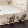 Tips for Preventing Mold and Mildew Growth on Sealed Surfaces